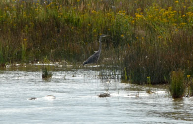 great blue heron -- beside the Mackinac Bridge public viewing area - 238