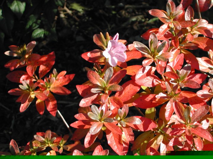 Azalea in Fall bloom