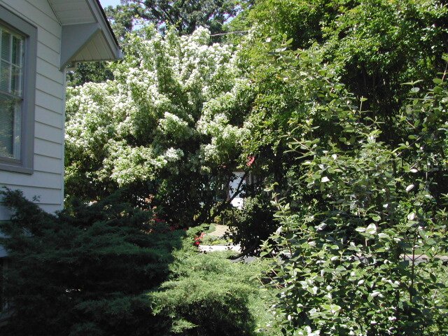 Fringe Tree, view from side yard