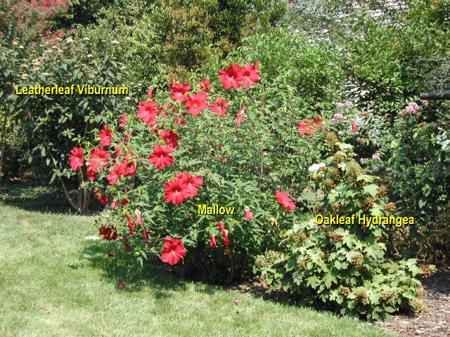 Mallow and Oakleaf Hydrangea