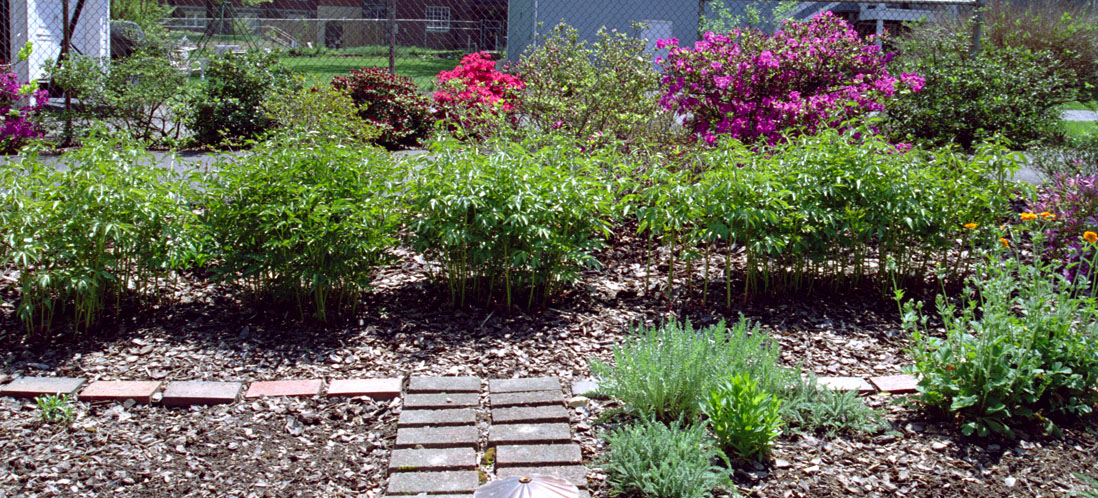 Peonies just getting ready to bud - azaleas in bloom