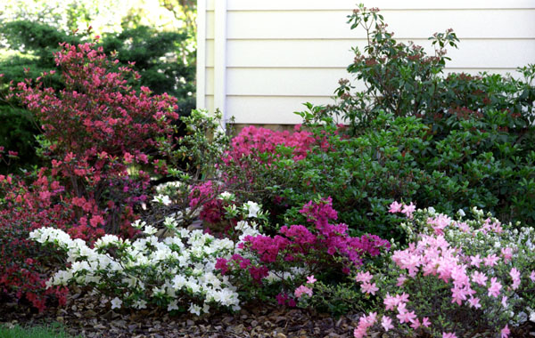 azaleas in the front, but look at the Kalmia (upper right corner) just beginning to bloom - 27-34.jpg