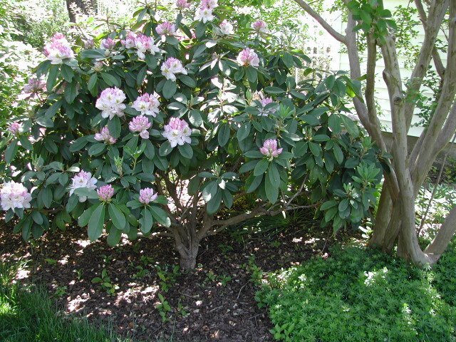 Rhododendron