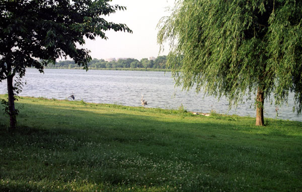 These were early morning shots - near their willow tree - 16.jpg